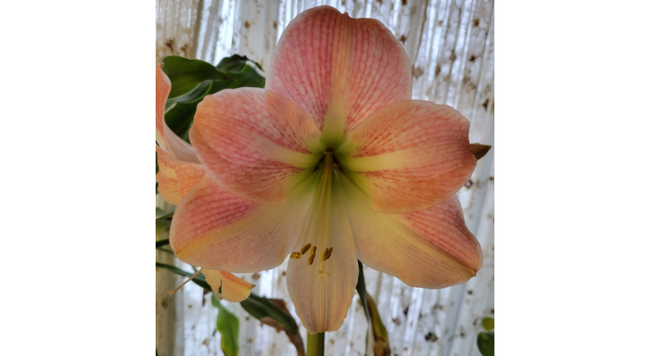 Colorful amaryllis